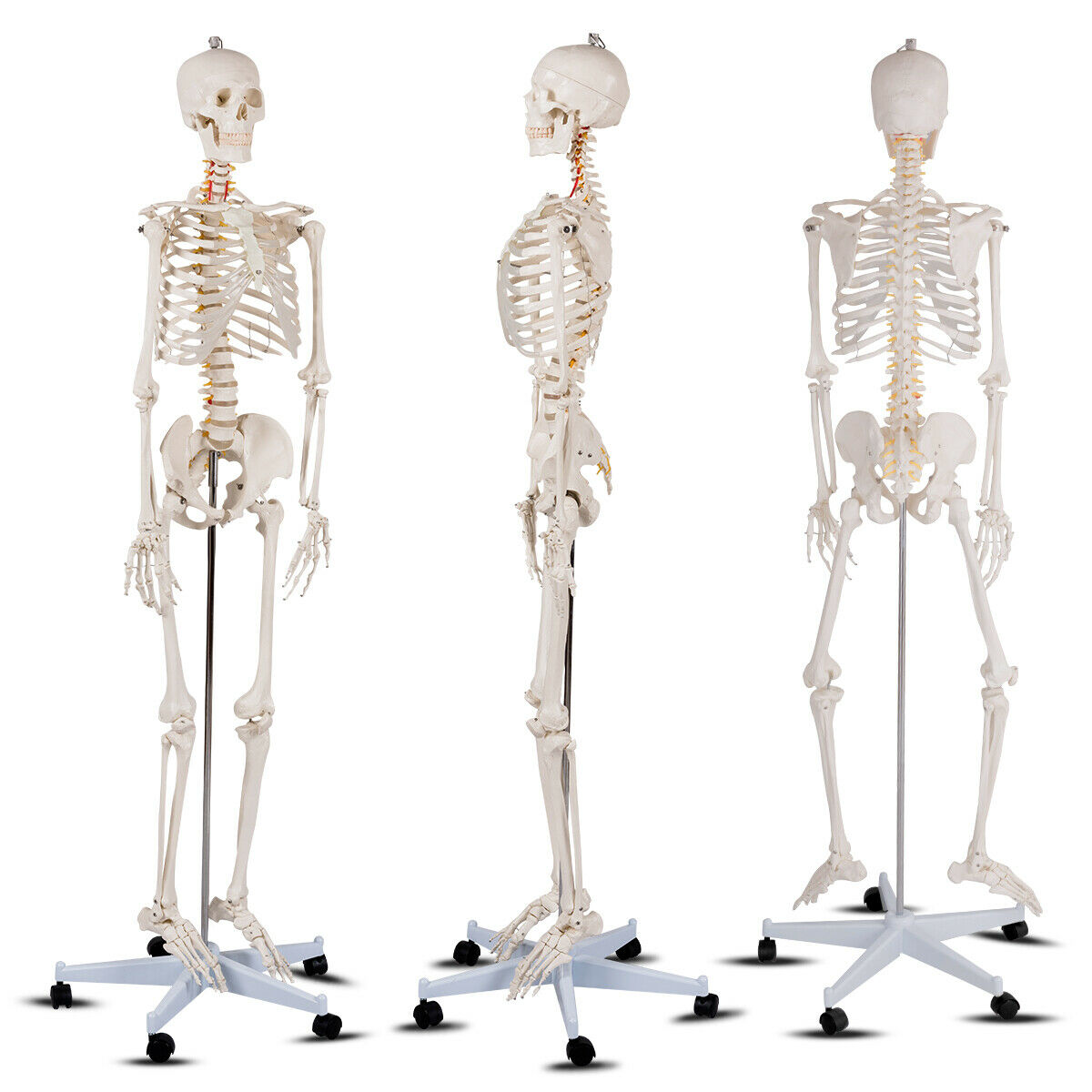 180cm Life Size Human Skeleton Model with Rolling Stand